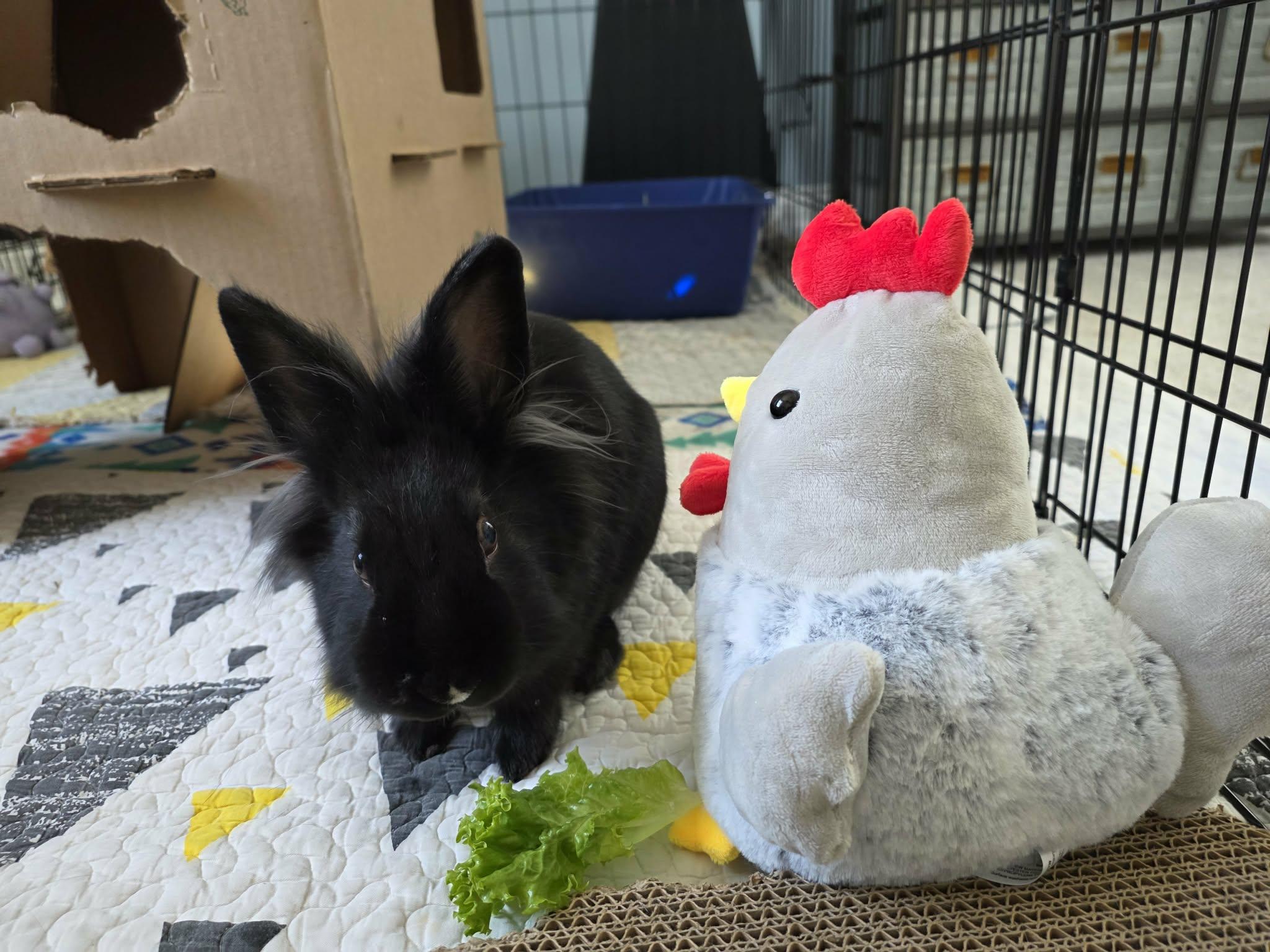Torchy, a Adoptable Lionhead in Westerville, OH image 4/4