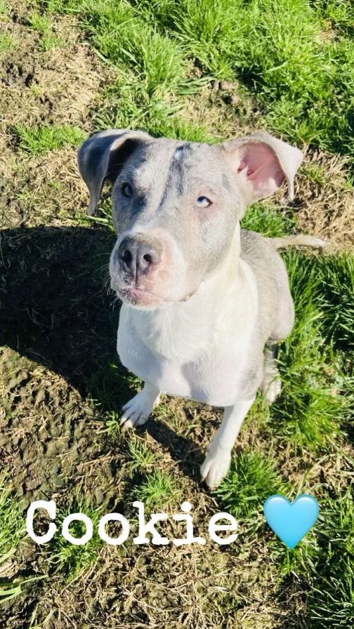 Enlarge Cookie, a Adoptable Labrador Retriever in Denison, TX image 1/6
