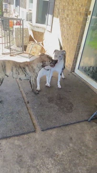 Enlarge Cookie, a Adoptable Labrador Retriever in Denison, TX video 6/6