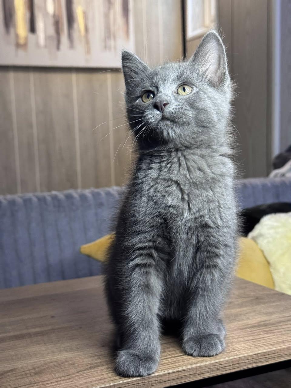 Cucumber, an adoptable Domestic Short Hair in Davison, MI image 1/3