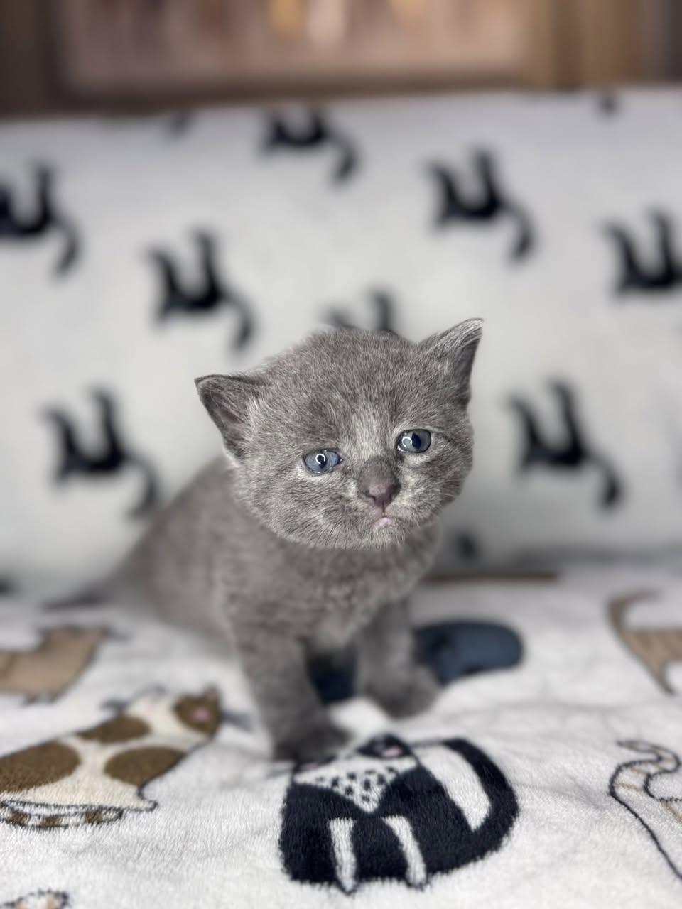 Cucumber, an adoptable Domestic Short Hair in Davison, MI image 3/3