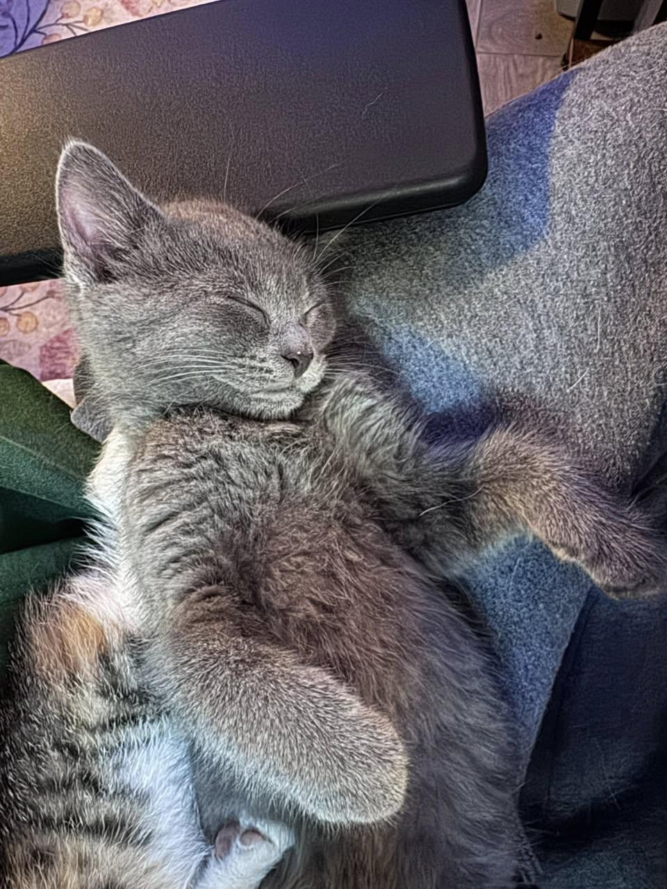 Cucumber, an adoptable Domestic Short Hair in Davison, MI image 2/3