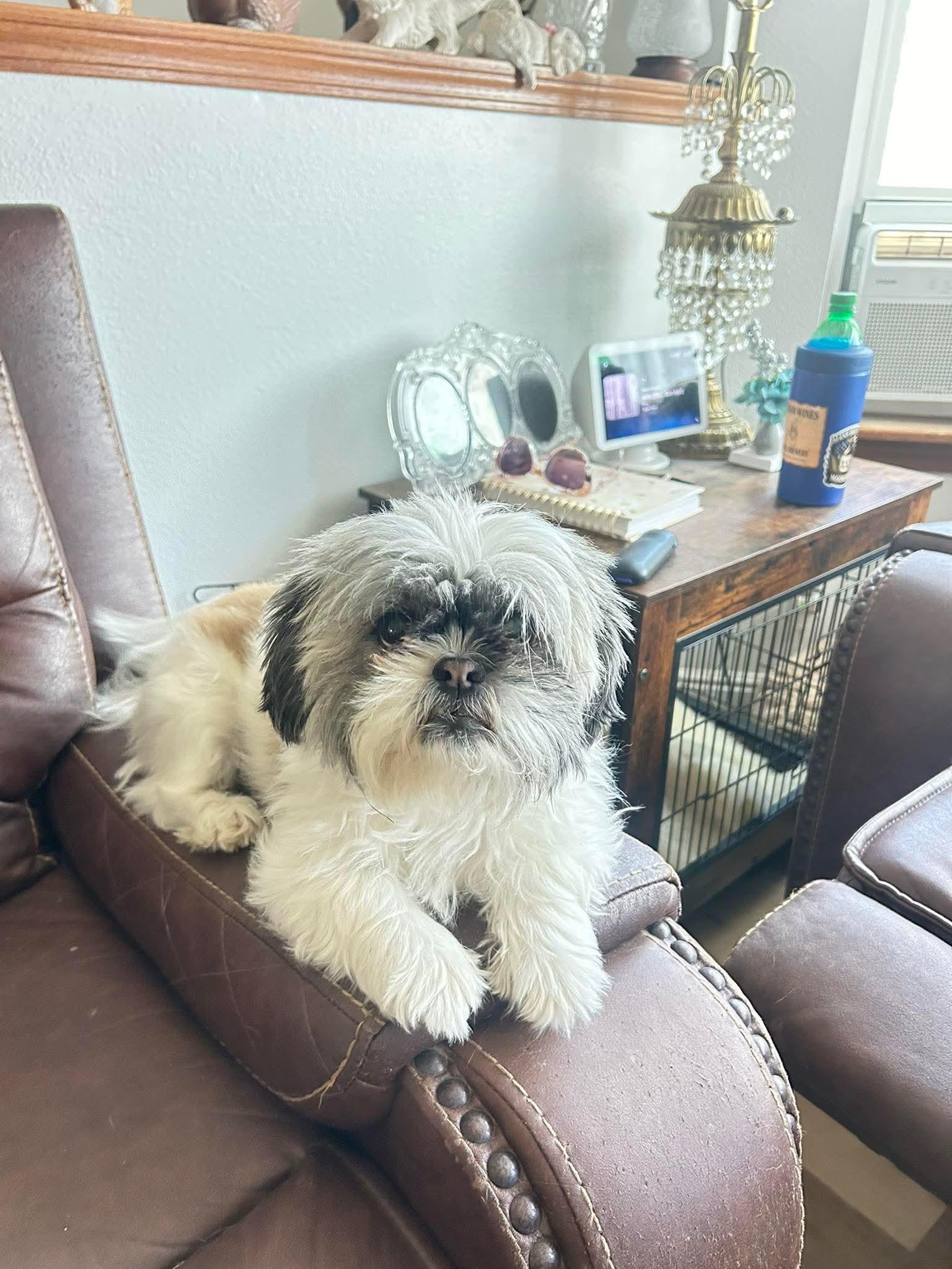 Enlarge Precious, an adopted Shih Tzu in Pocatello, ID image 1/1