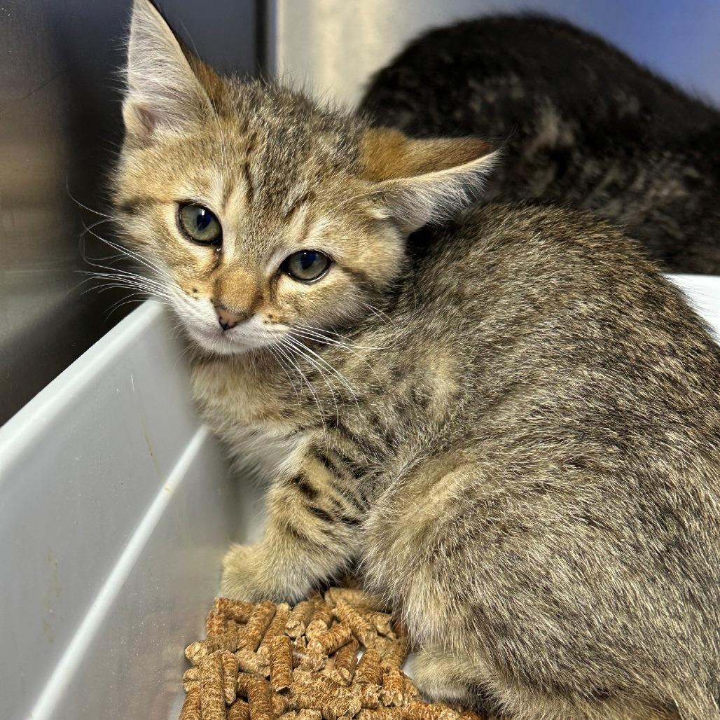 Cope, Adoptable, Kitten Male Domestic Short Hair.