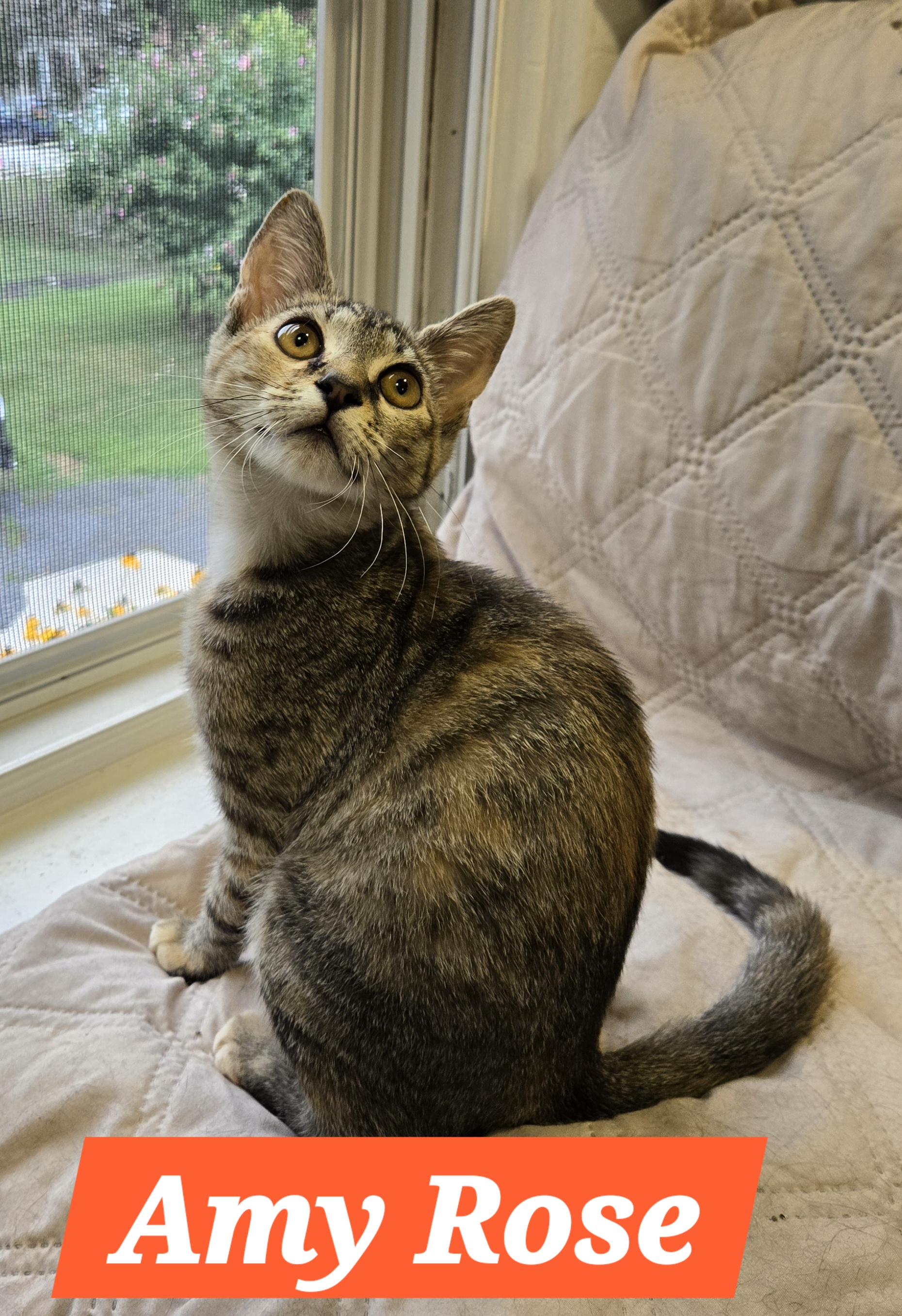 Amy Rose (In Foster)