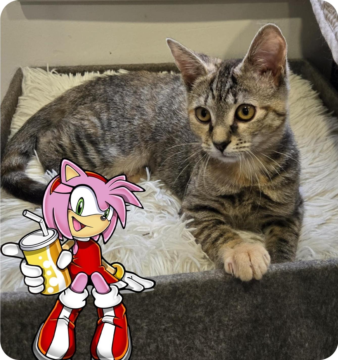 Amy Rose (In Foster)