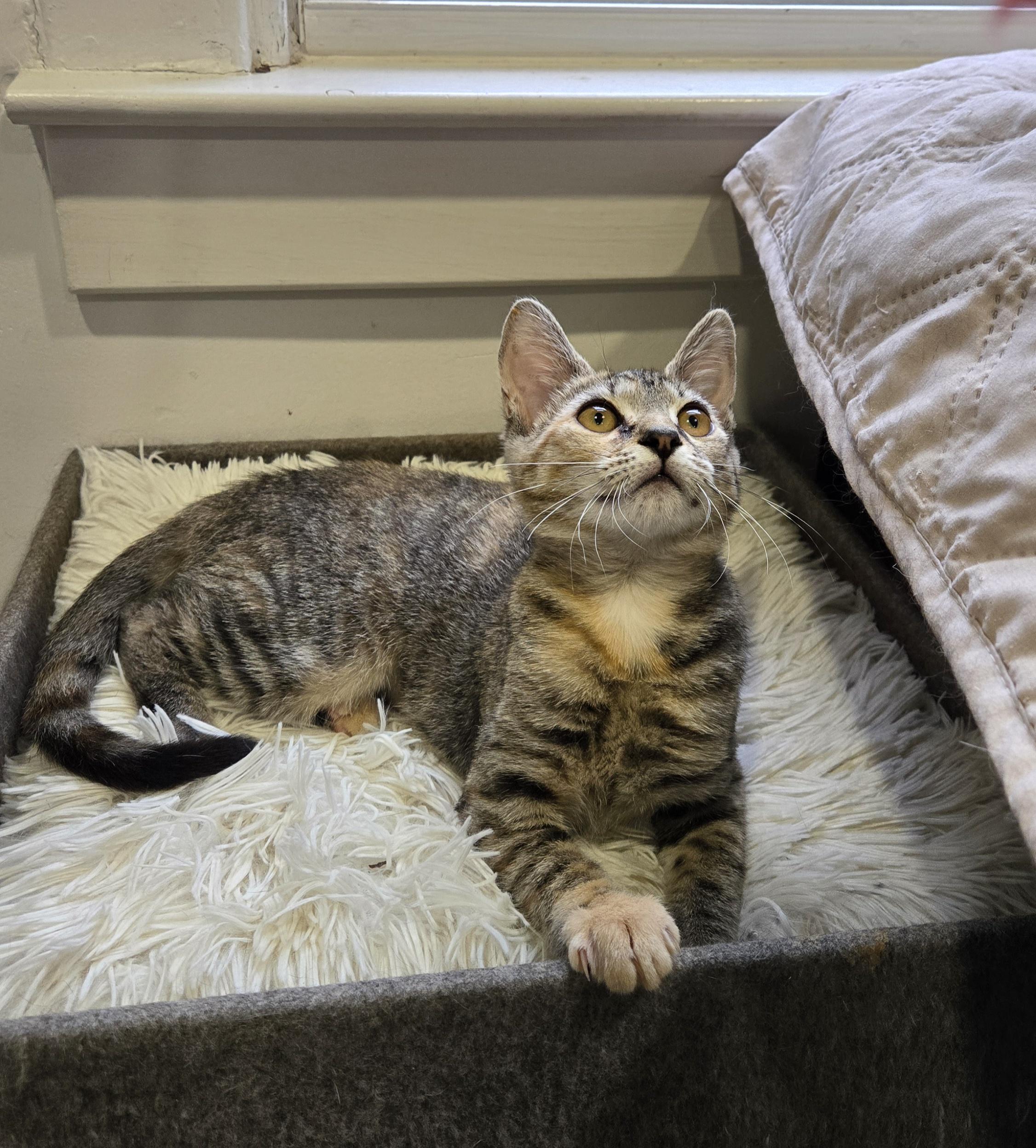 Amy Rose (In Foster)