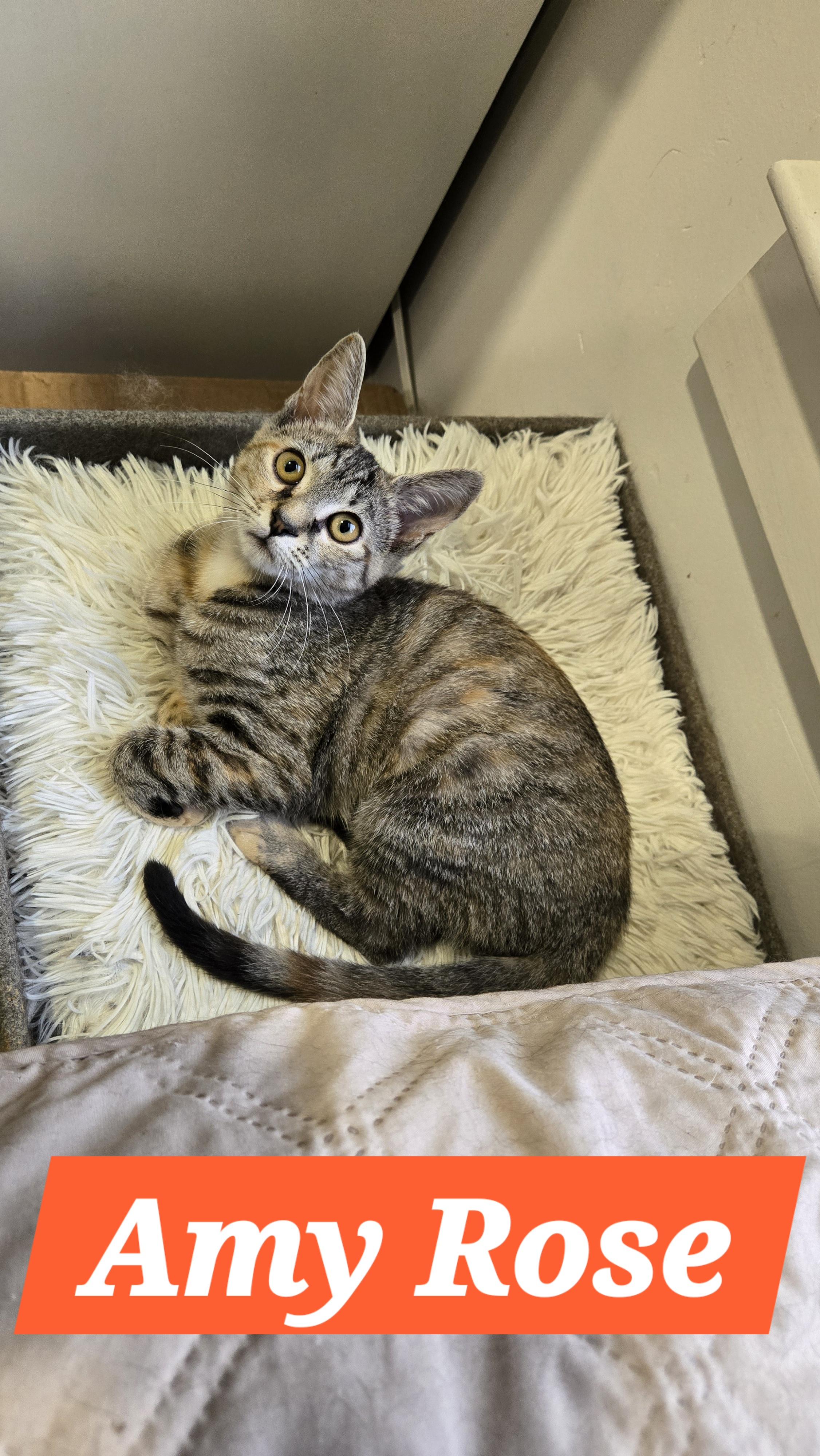 Amy Rose (In Foster)