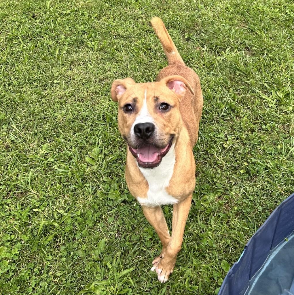 Big Mac, Adoptable, Adult Male Pit Bull Terrier.