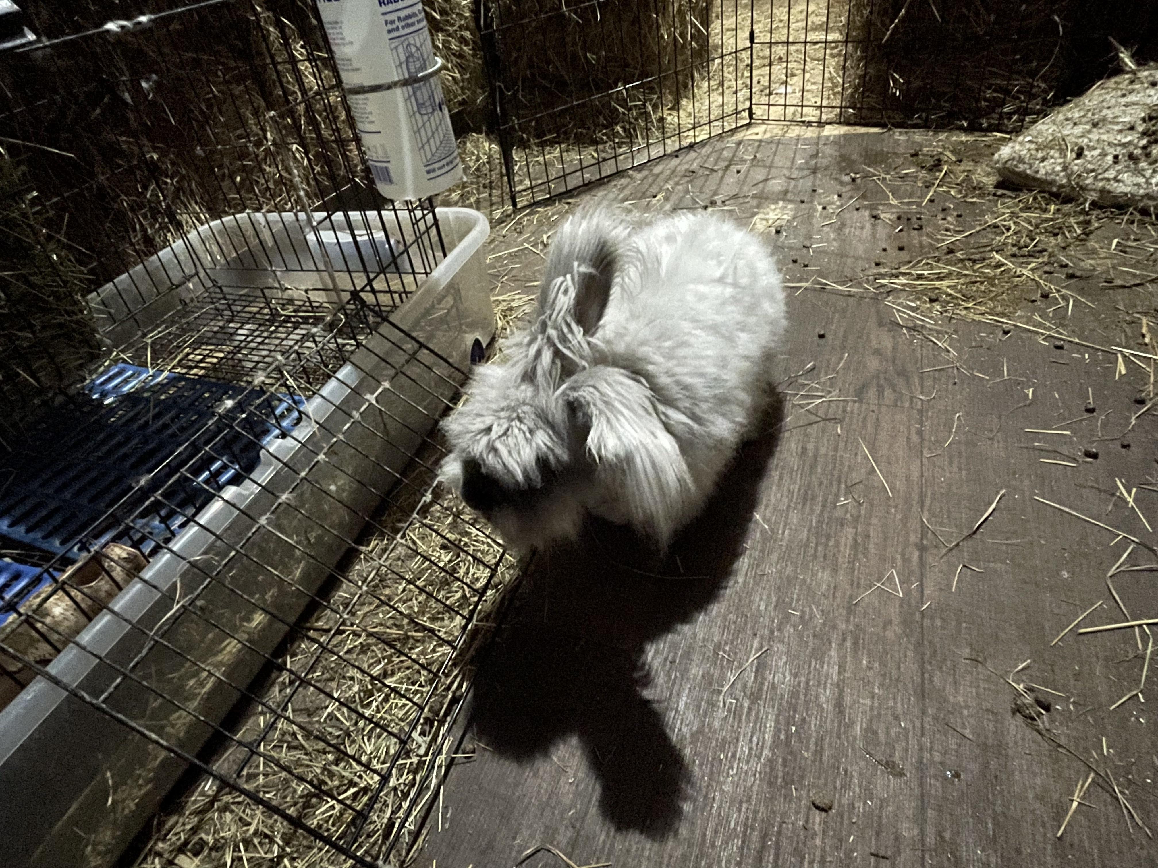 Enlarge Merlin, a Adoptable Angora Rabbit in Oswego, NY image 2/5