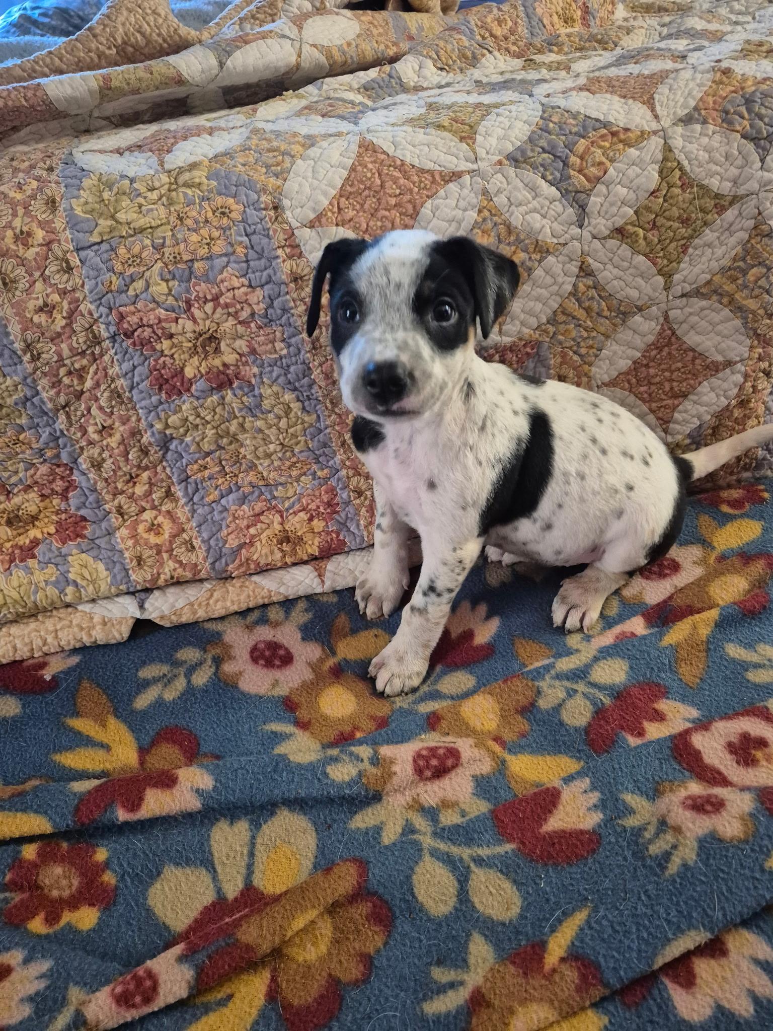 Tater Tot