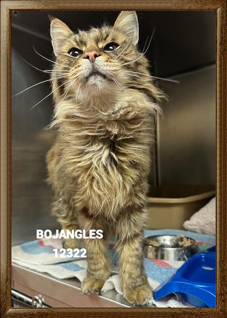 Bojangles thumbnail 4