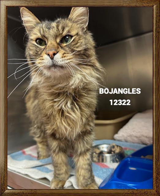 Bojangles thumbnail 2