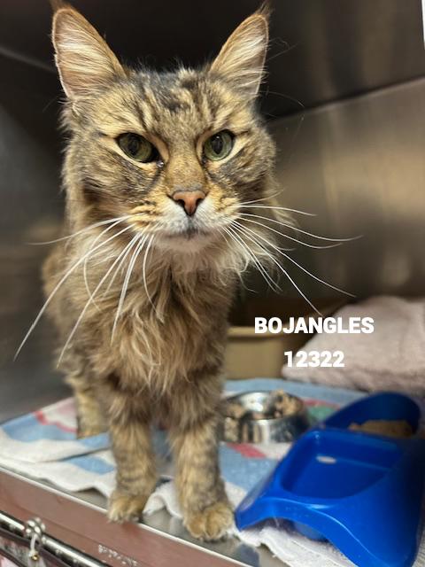 Bojangles