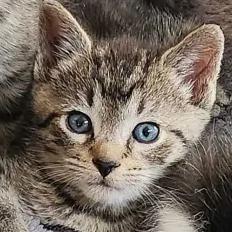 Percy, a Adoptable Domestic Short Hair in Cleveland Heights, OH image 1/2