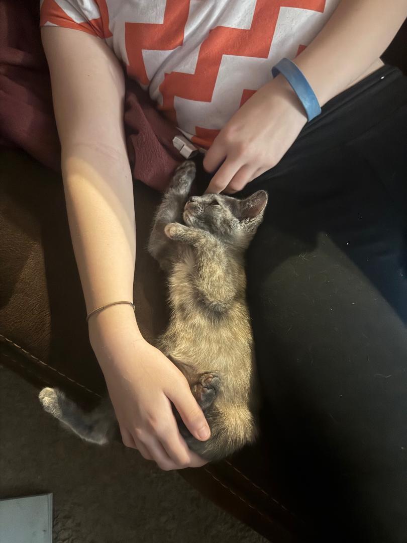 Zelda, a Adoptable Dilute Tortoiseshell in Livonia, MI image 1/6