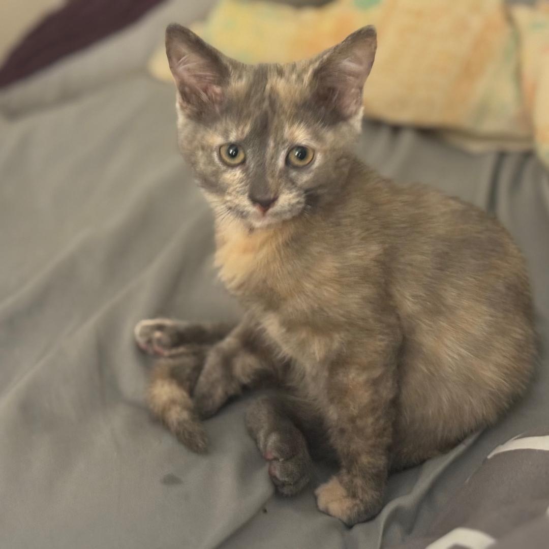 Zelda, a Adoptable Dilute Tortoiseshell in Livonia, MI image 3/6