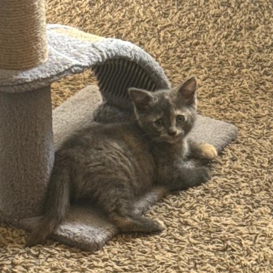 Zelda, a Adoptable Dilute Tortoiseshell in Livonia, MI image 5/6