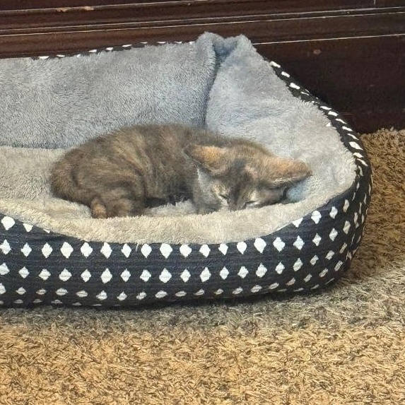 Zelda, a Adoptable Dilute Tortoiseshell in Livonia, MI image 2/6