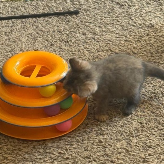 Zelda, a Adoptable Dilute Tortoiseshell in Livonia, MI image 4/6