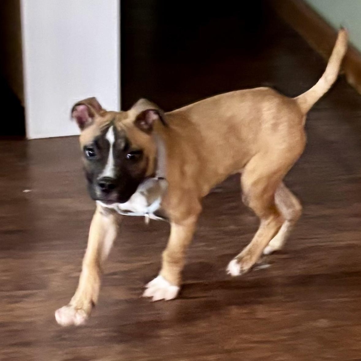 Enlarge Ranger , an adopted mixed breed in CHURCHVILLE, NY image 2/2