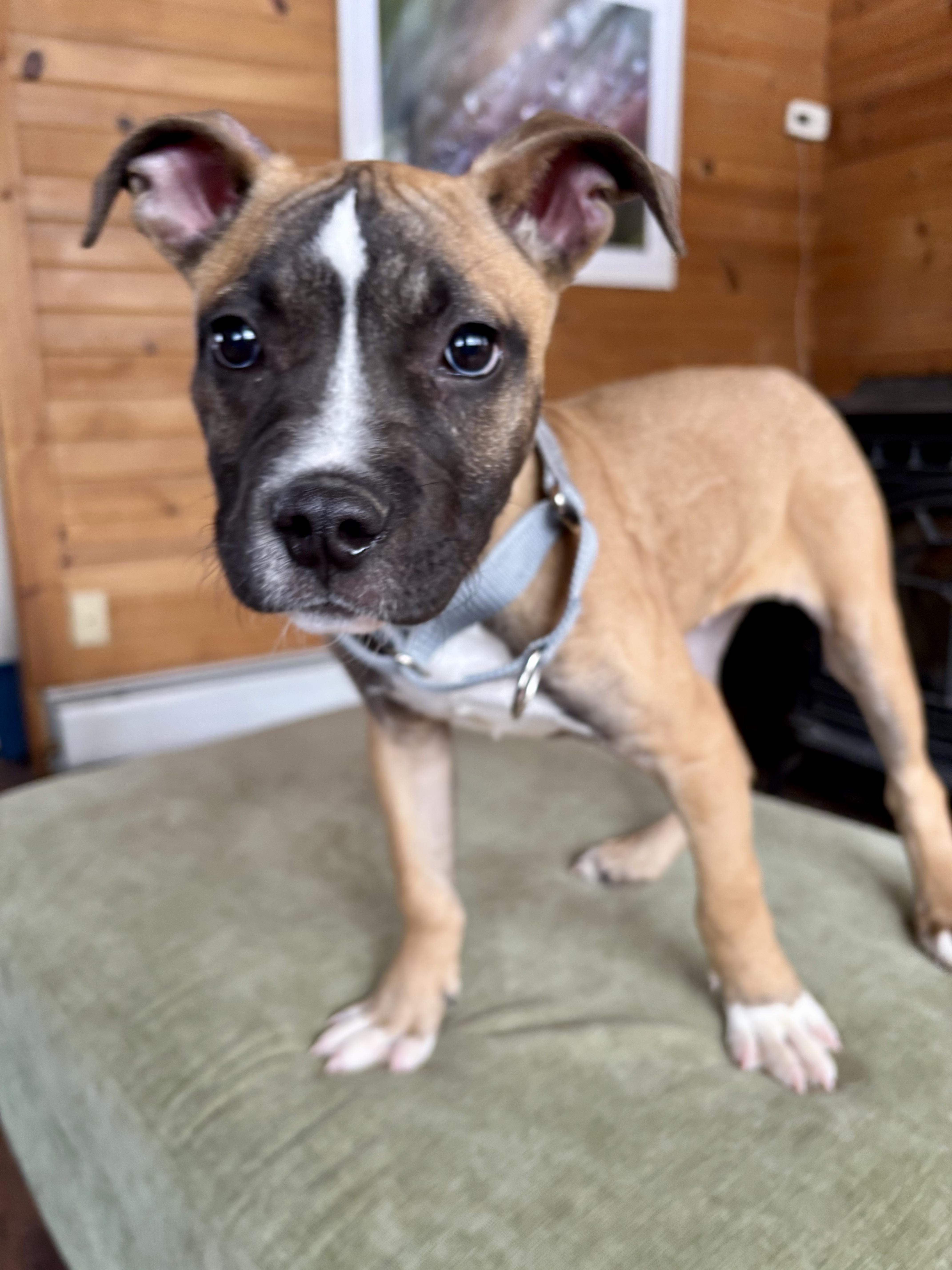 Enlarge Ranger , an adopted mixed breed in CHURCHVILLE, NY image 1/2