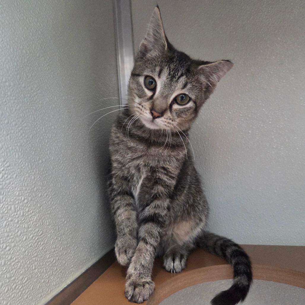 Priscilla, Adoptable, Kitten Female Domestic Short Hair.