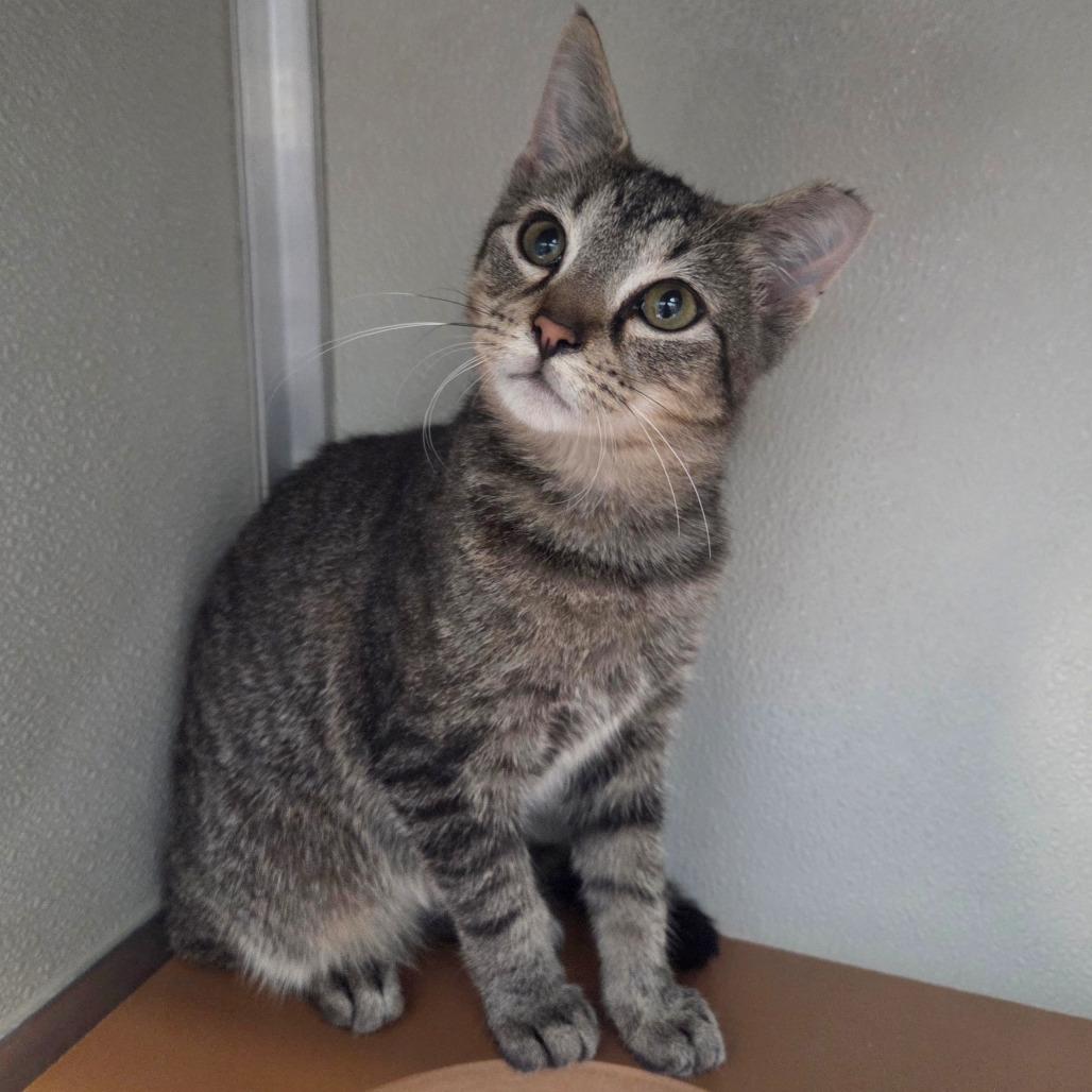 Enlarge Priscilla, a Adoptable Domestic Short Hair in Chattanooga, TN image 2/3