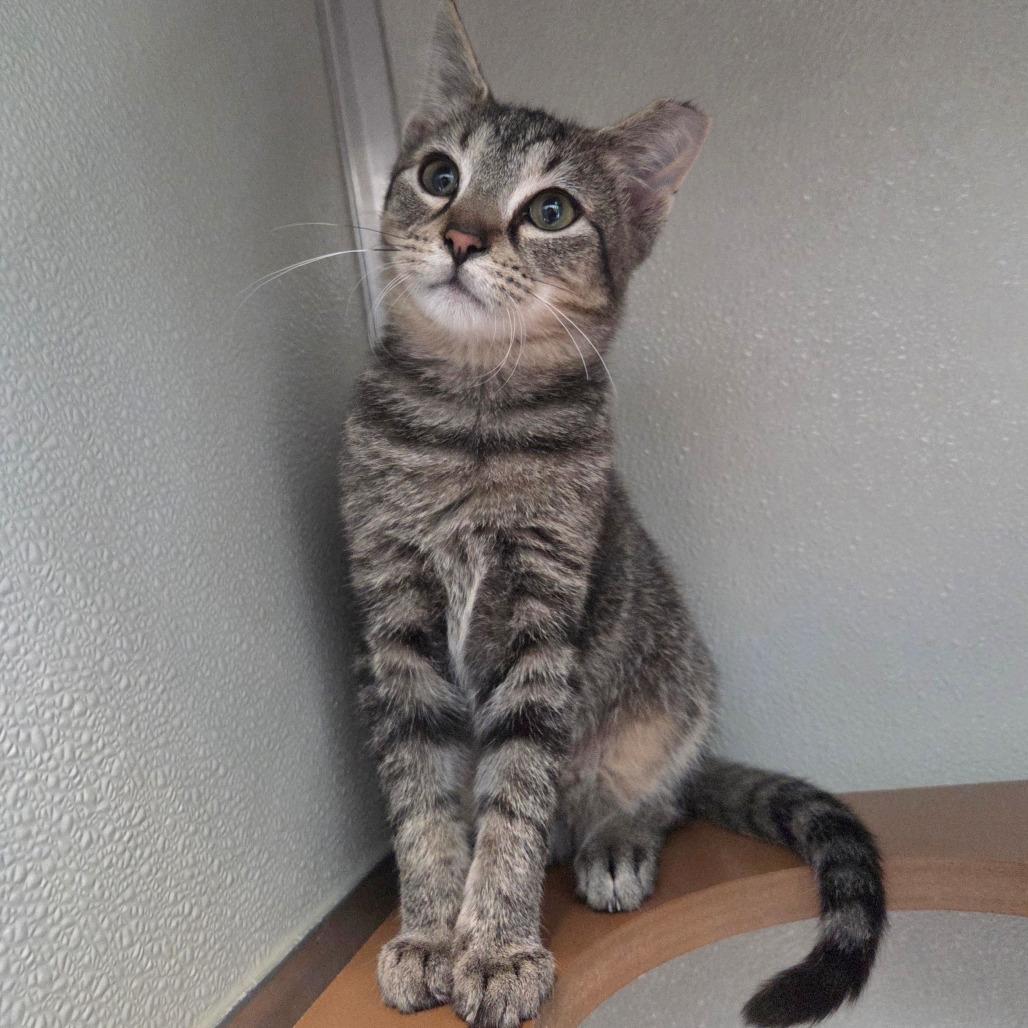 Enlarge Priscilla, a Adoptable Domestic Short Hair in Chattanooga, TN image 3/3