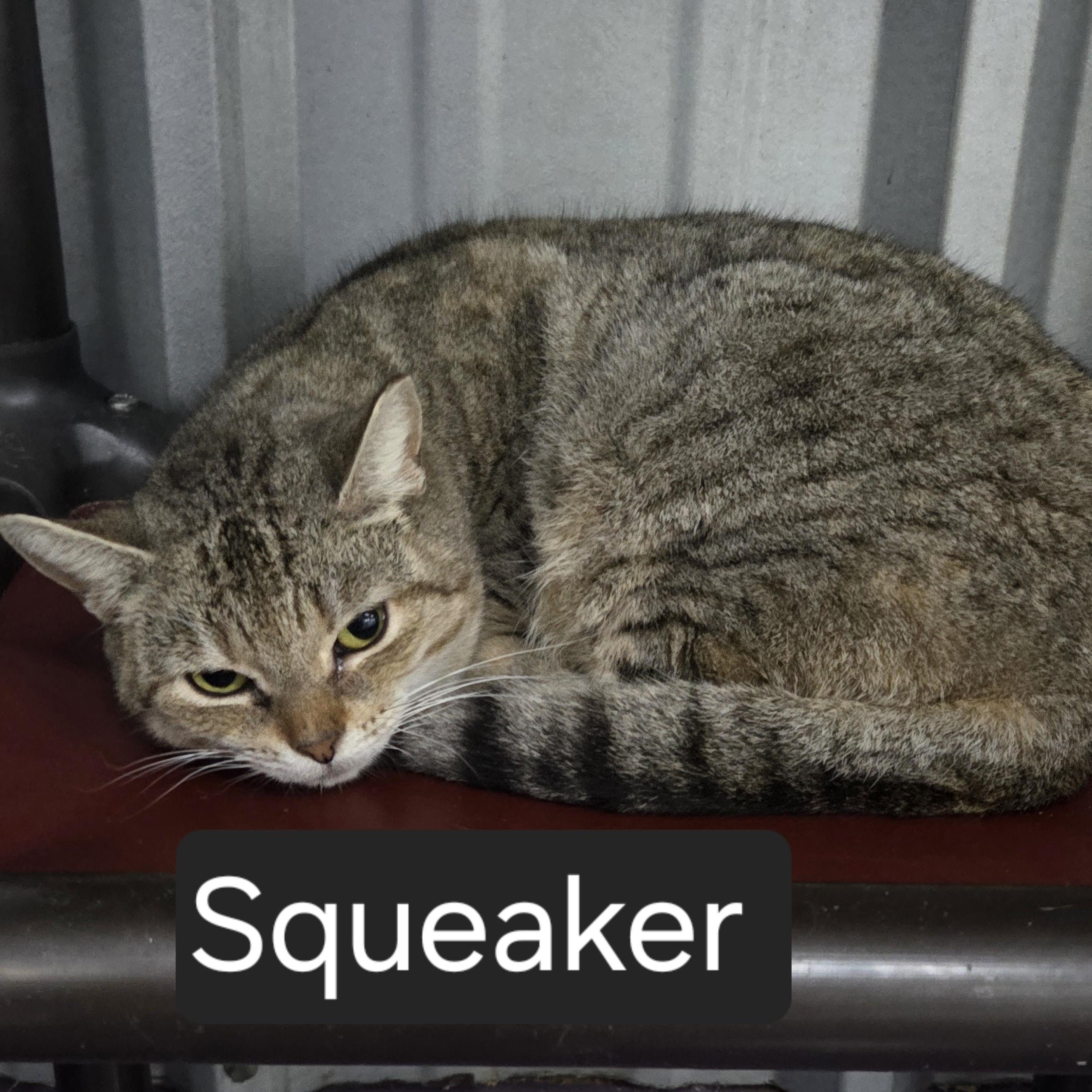 Squeaker, ADOPTABLE, Adult Female Domestic Short Hair.