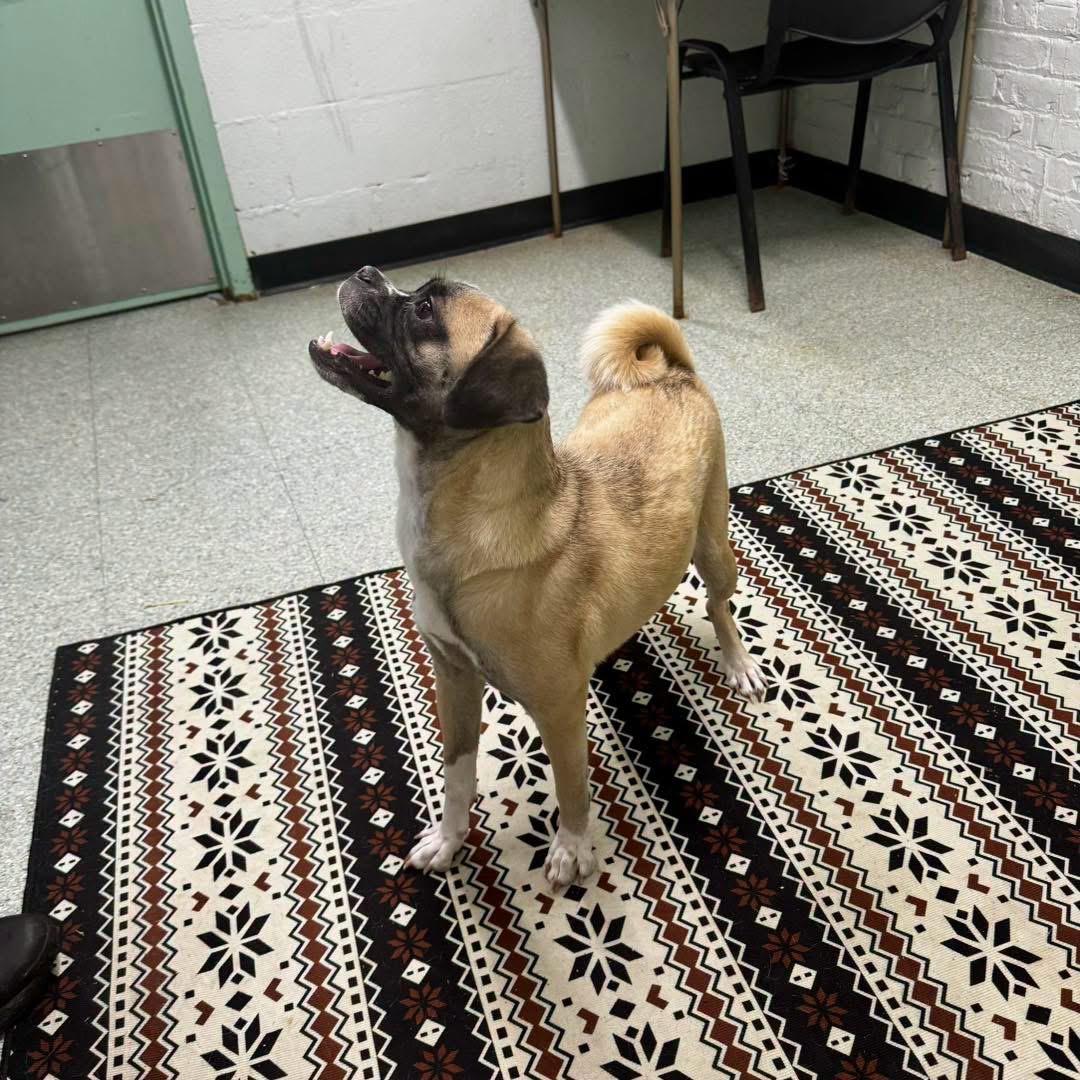 Gina, a Adoptable mixed breed in Newfoundland, NJ image 2/2