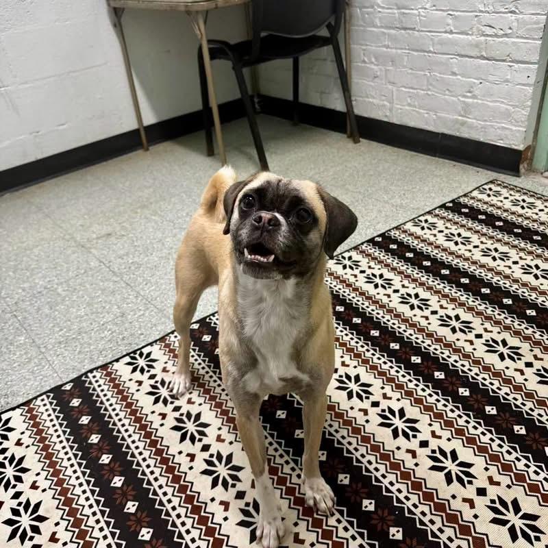 Gina, Adoptable, Young Female Pug & Mastiff.