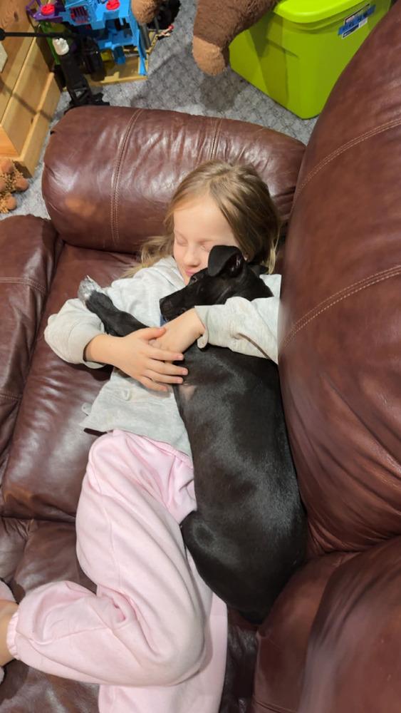 Enlarge Haze, a Adoptable mixed breed in Fredonia, WI image 1/5