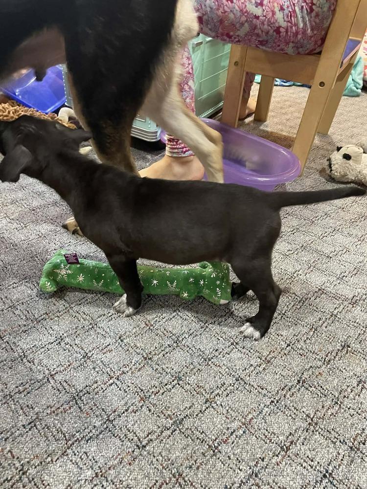 Haze, Adoptable, Puppy Female German Shepherd Dog.