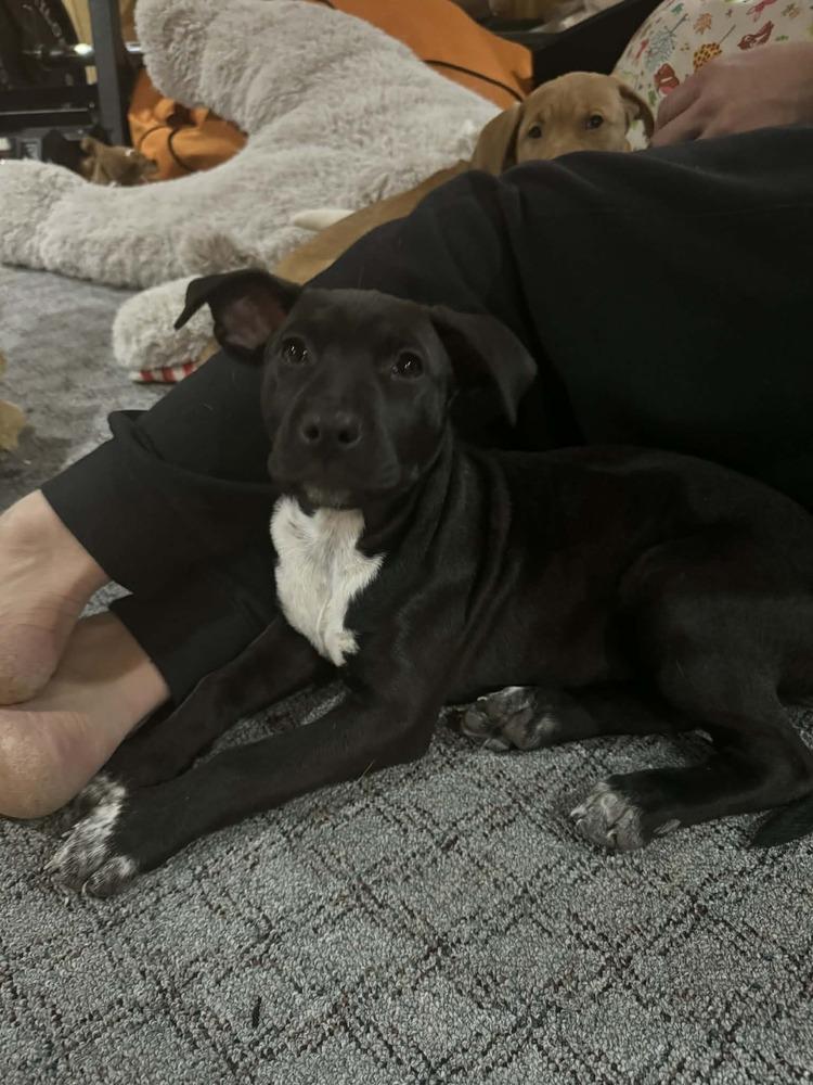 Enlarge Haze, a Adoptable mixed breed in Fredonia, WI image 2/5