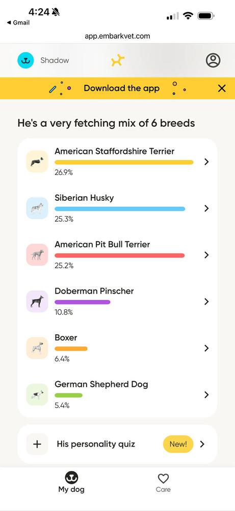 Enlarge Haze, a Adoptable mixed breed in Fredonia, WI image 3/5