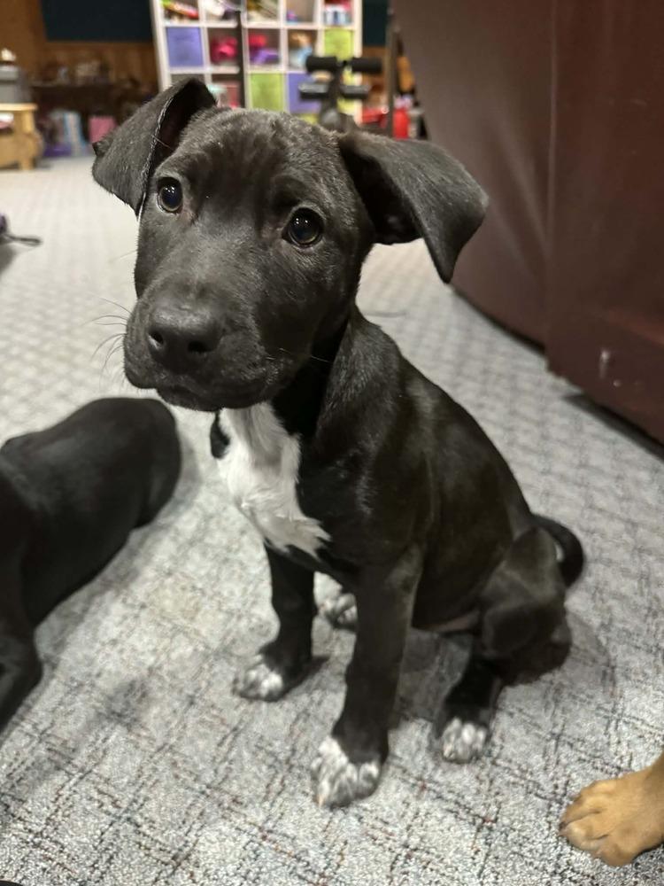 Enlarge Haze, a Adoptable mixed breed in Fredonia, WI image 4/5