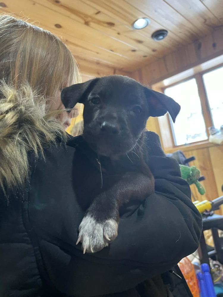 Enlarge Haze, a Adoptable mixed breed in Fredonia, WI image 2/2