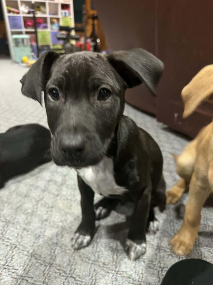 Enlarge Haze, a Adoptable mixed breed in Fredonia, WI image 5/5