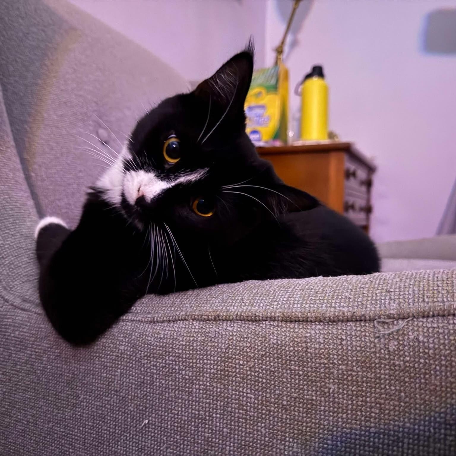 Luigi (Mario Litter), ADOPTABLE, Kitten Male American Shorthair.