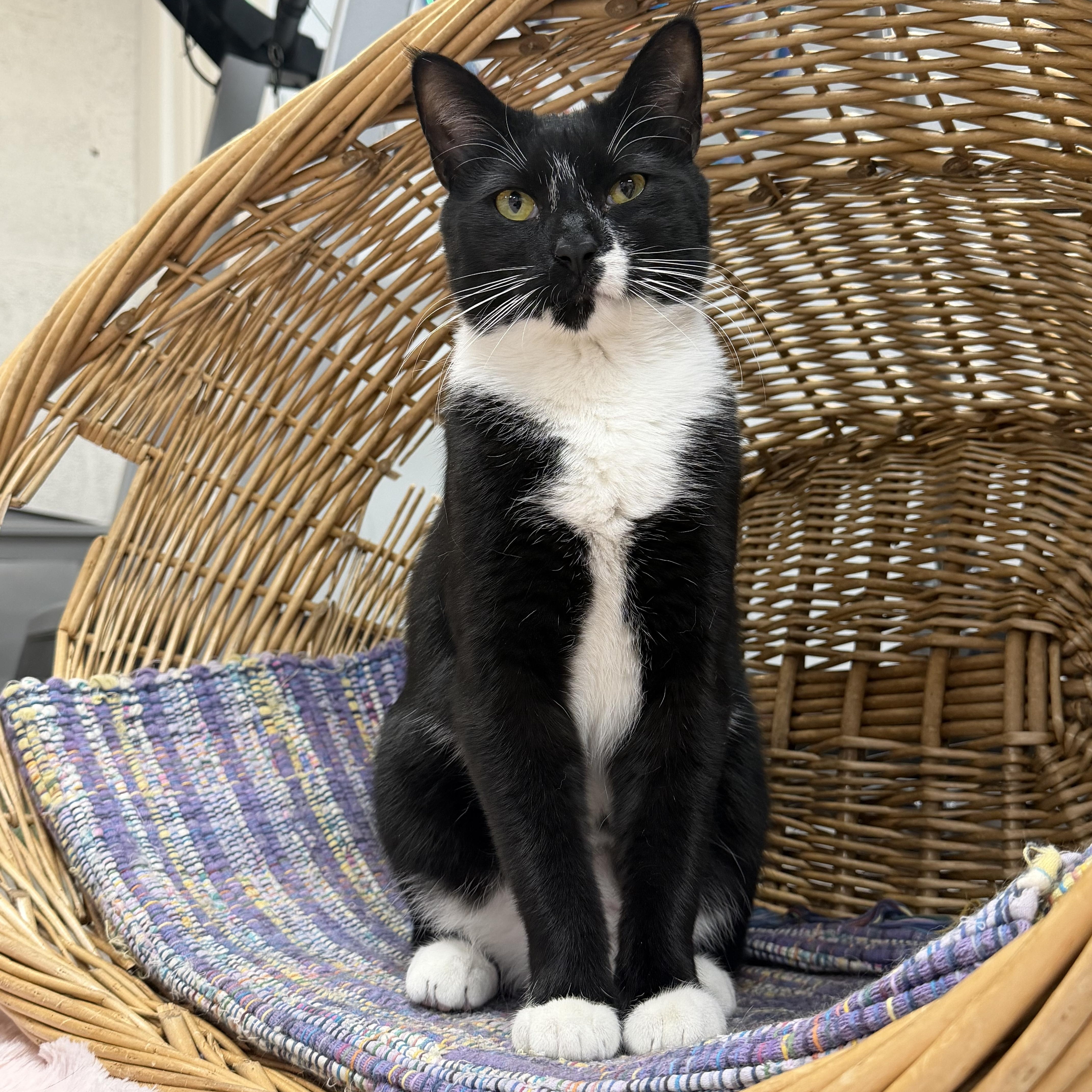 Luigi (Mario Litter), ADOPTABLE, Kitten Male American Shorthair.