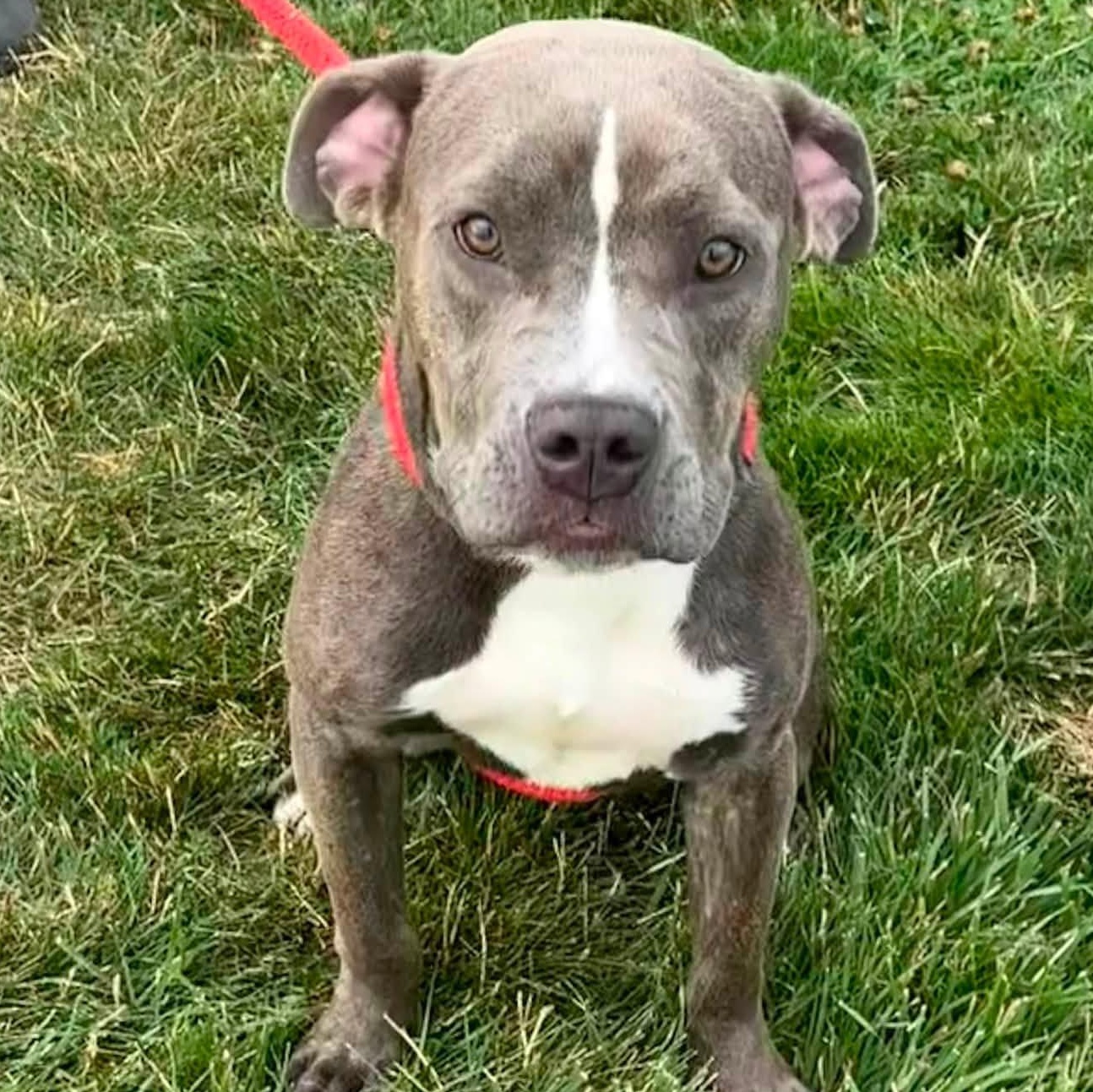 Montana, a ADOPTABLE Terrier in North Syracuse, NY image 2/3