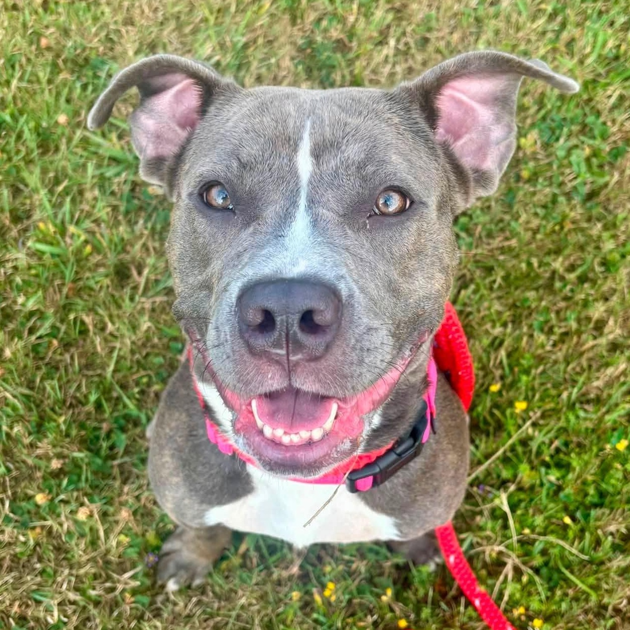 Montana, ADOPTABLE, Young Female Terrier.