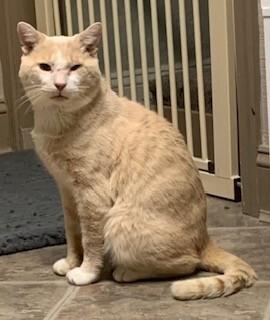 Enlarge William, a Adoptable Domestic Short Hair in Colmar, PA image 1/1