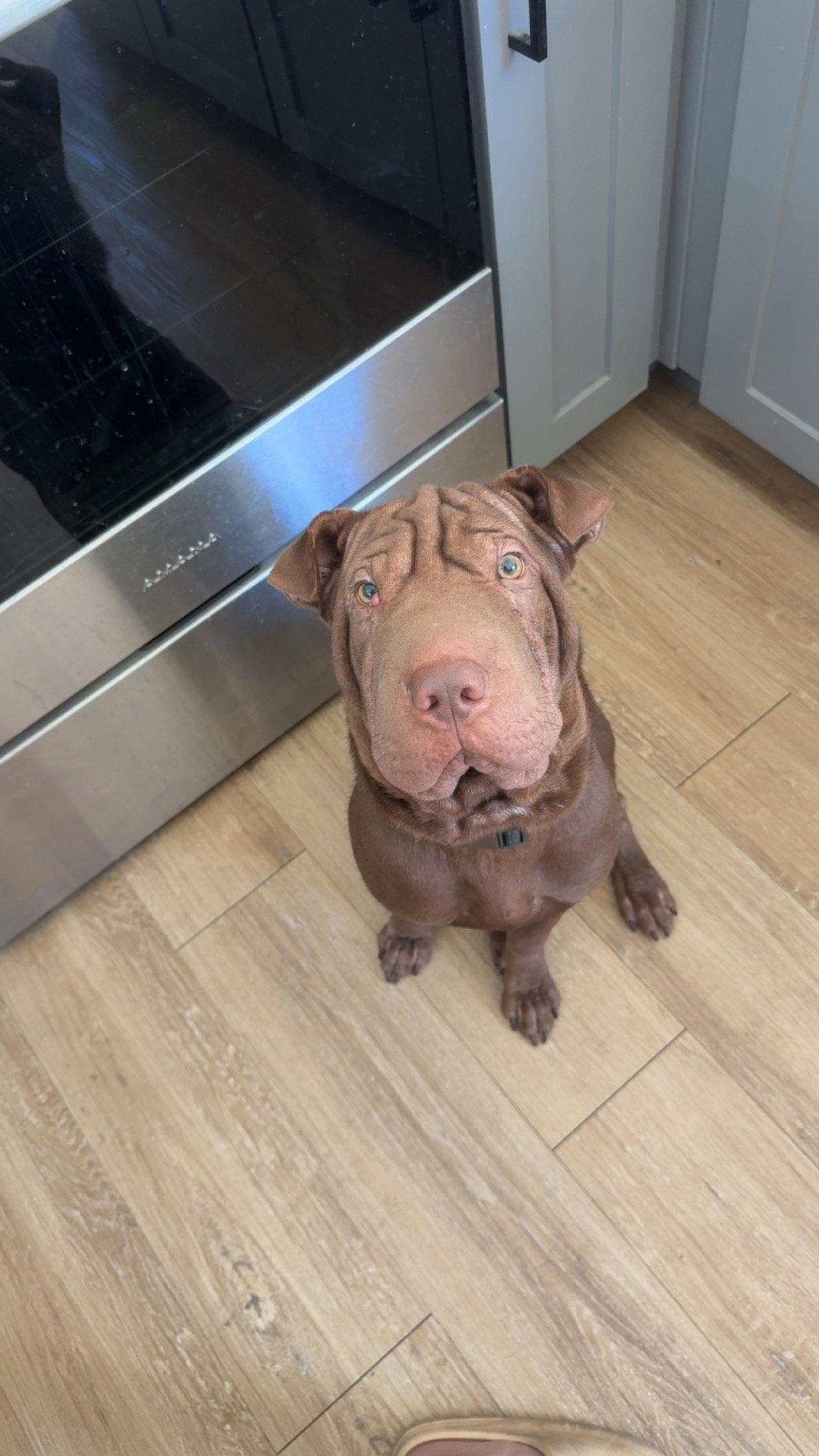 Hoshi, Adoptable, Adult Male Shar-Pei.