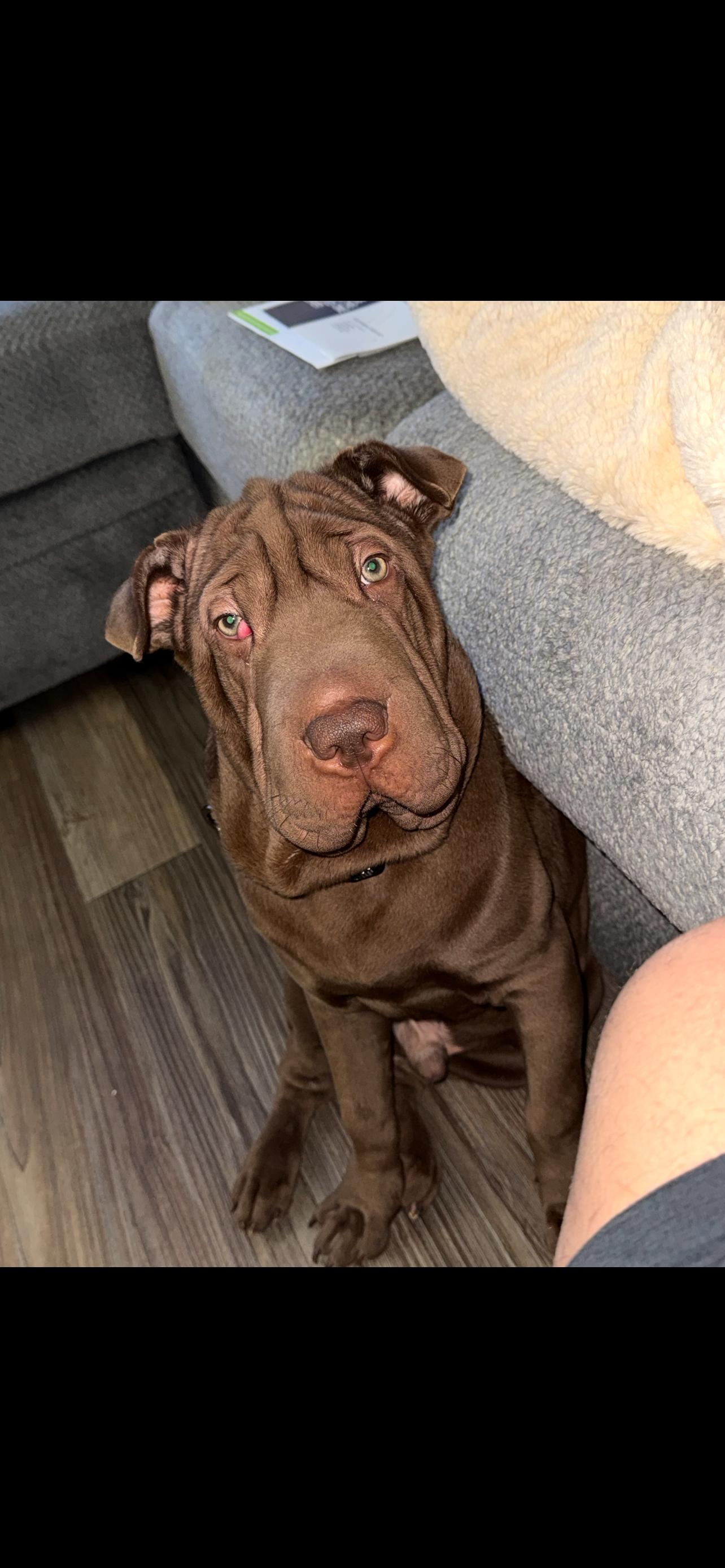 Enlarge Hoshi, a Adoptable Shar-Pei in Phoenix, AZ image 2/2