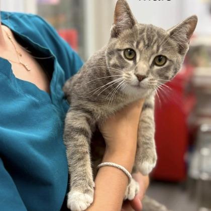 Enlarge Dexter, a Adoptable Domestic Short Hair in Meadow Lake, SK image 1/1