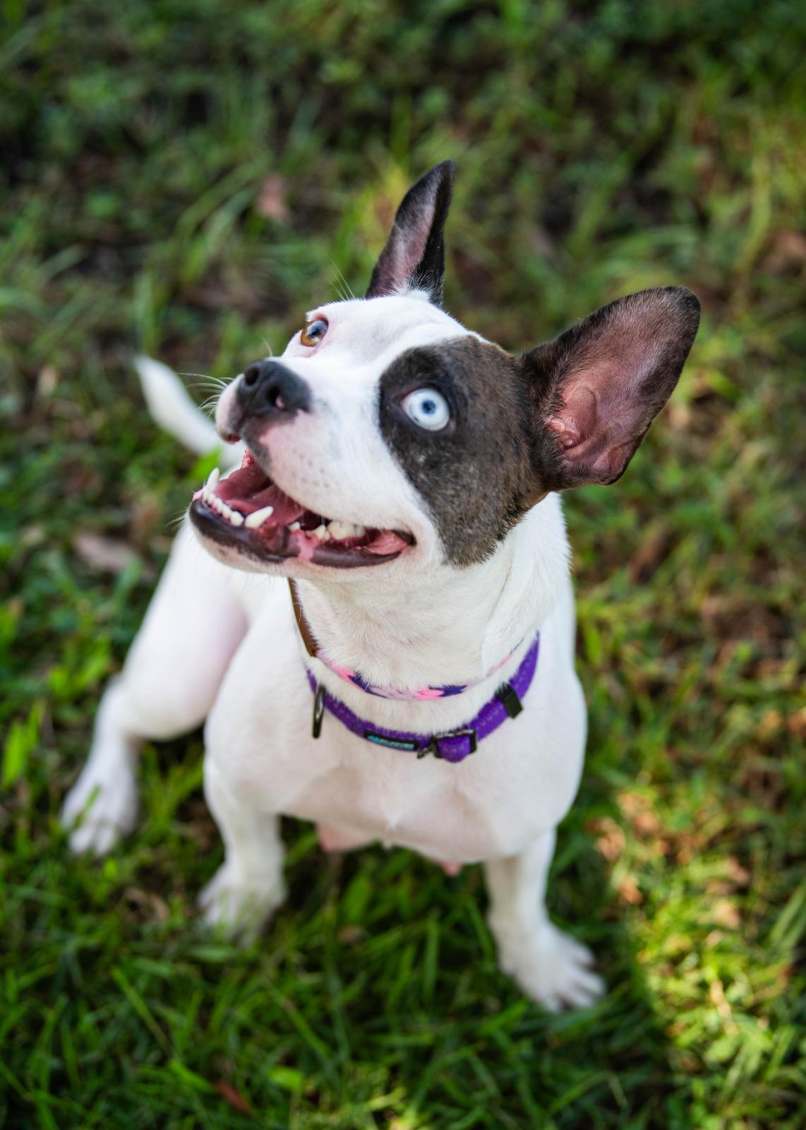 Enlarge Brie, a Adoptable mixed breed in Sunrise, FL image 3/6