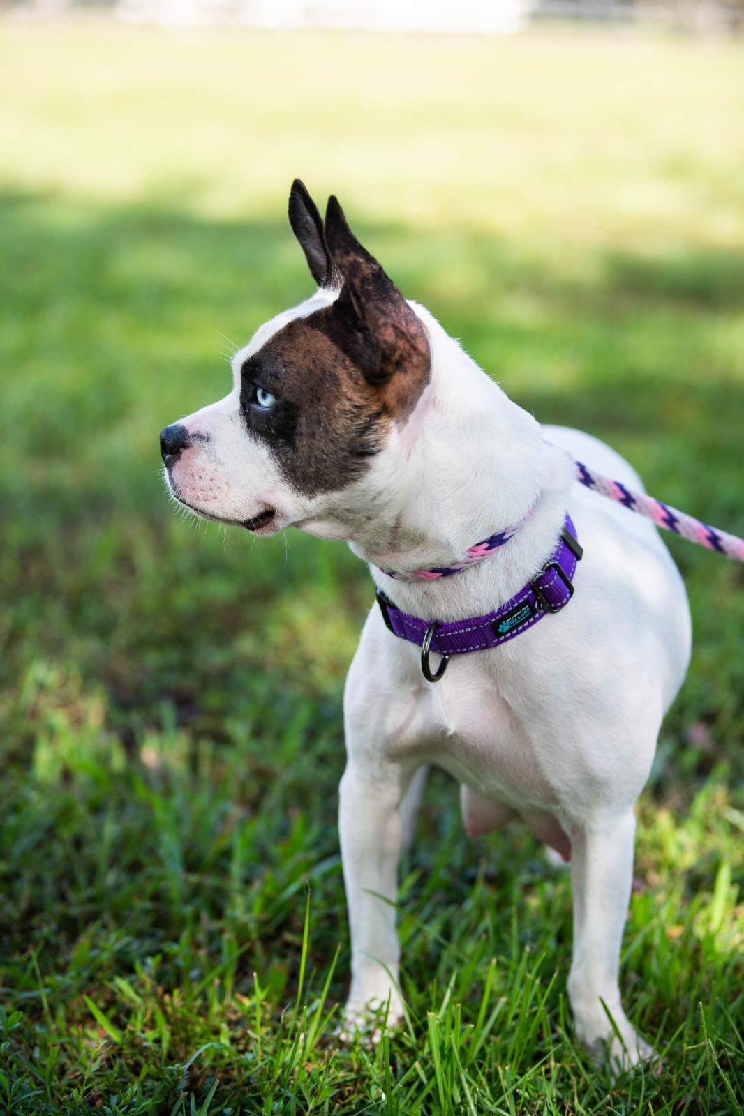 Enlarge Brie, a Adoptable mixed breed in Sunrise, FL image 5/6