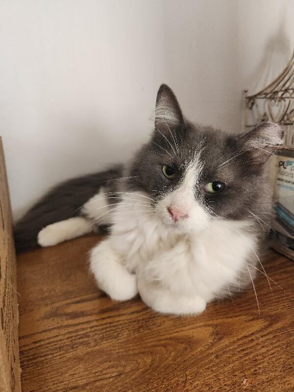 Luke, Adoptable, Adult Male Domestic Long Hair.